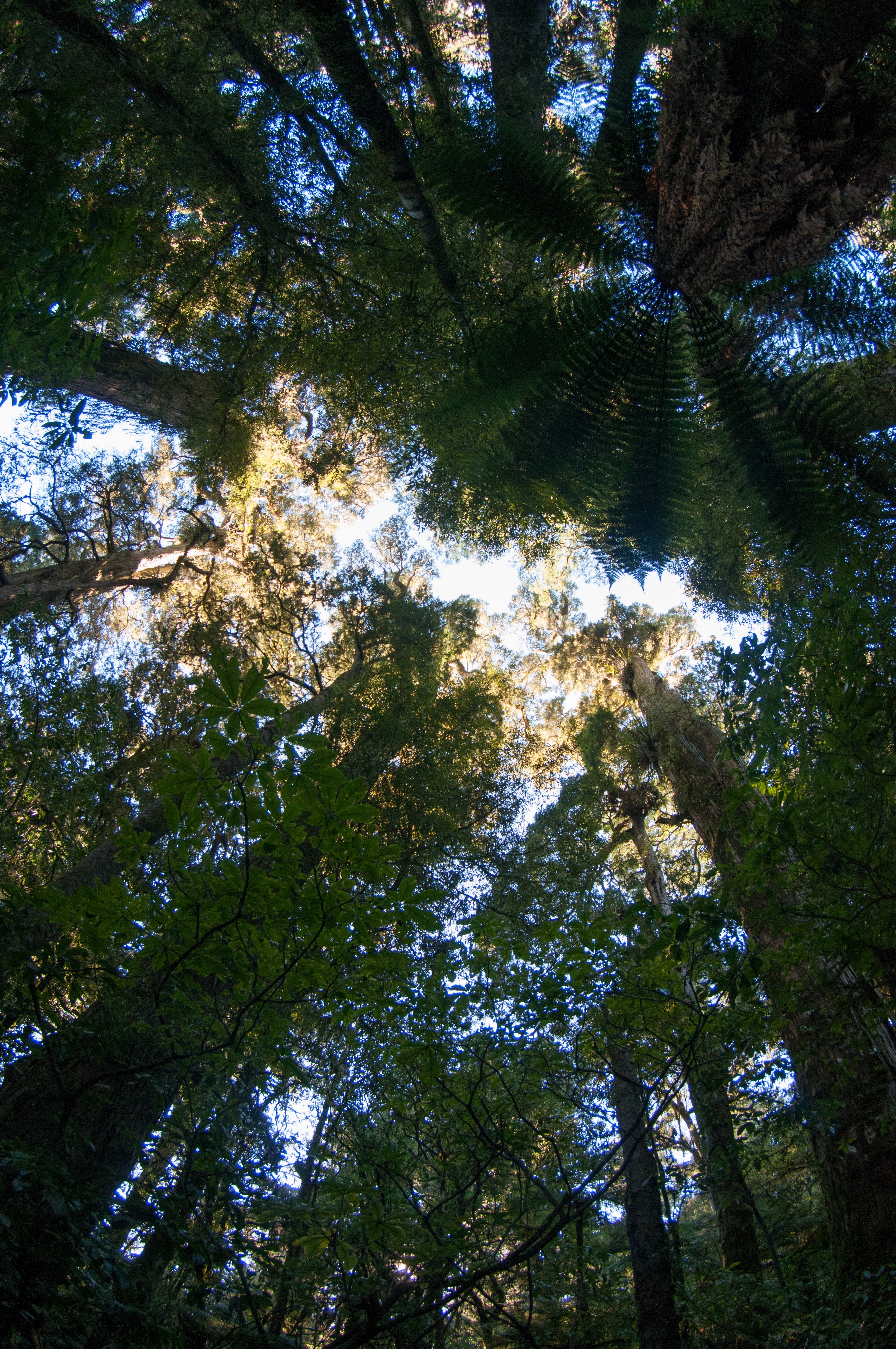 _DSC2953 – new, new zealand, zealand, nz, nov16, irene, landscape, bush, fern, forest, podocarp, broadleaf